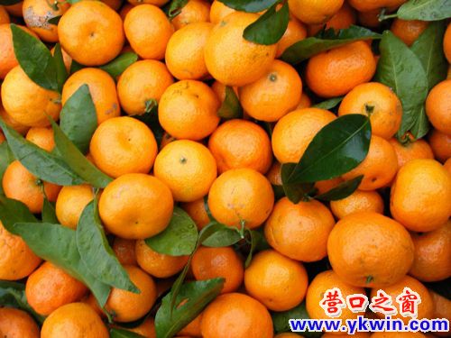 吃沙糖桔会上火吗?-沙糖桔吃多了会不会上火呢