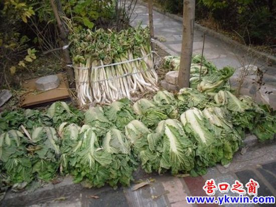 1037735_12888553302l22_副本