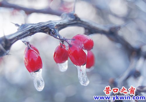 冻雨过后现奇景