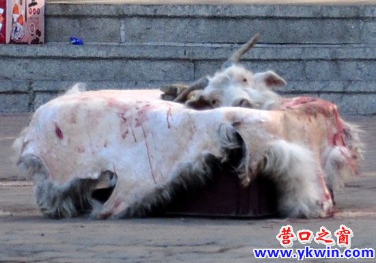 這樣的羊湯你喝得下去么