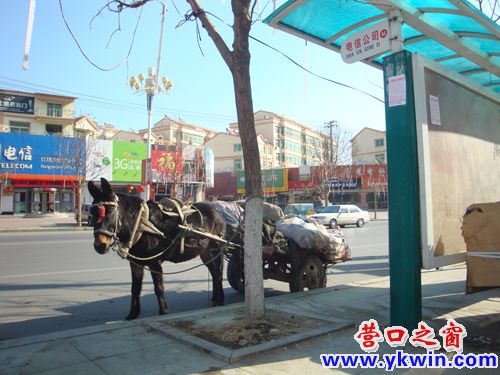 蓋州：公交站點停馬車，小樹竟成拴馬樁