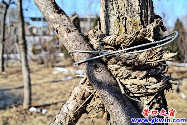 312今天是植樹日