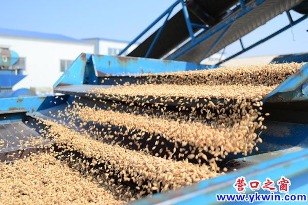 營口鵬昊水稻催芽中心投入使用