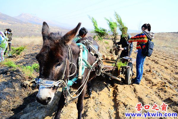 營口團(tuán)市委植樹不忘節(jié)能環(huán)保