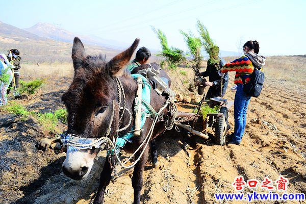 营口团市委植树不忘节能环保