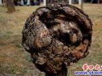 楞嚴(yán)寺里的樹長(zhǎng)了“腦袋”