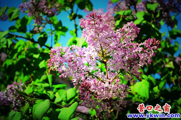 五月槐花开 花香满滨城