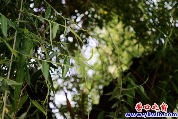 初夏柳城“雪”飛揚