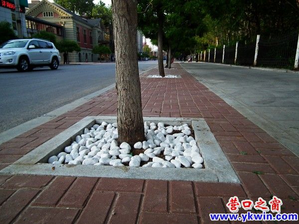 樹伴白卵石，添海洋氣息