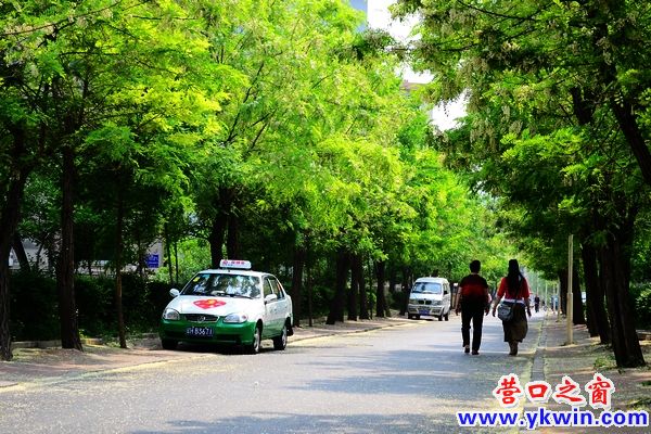 五月槐花灑濱城