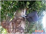 招行門前的大樹，你們痛嗎？