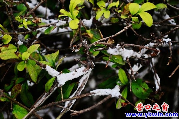 營(yíng)口市夏天驚現(xiàn)雪后樹(shù)掛