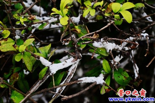 营口市夏天惊现雪后树挂