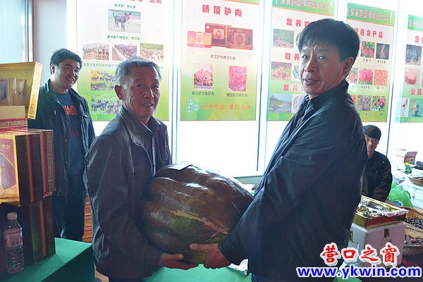 營口農(nóng)民種出百斤巨無霸大南瓜