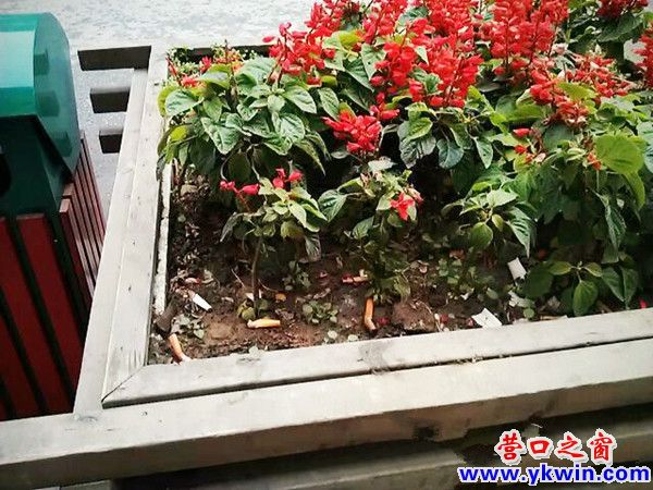 營口花壇成了垃圾桶　市民素質有待提高