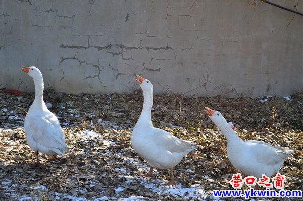 小区养鹅该不该