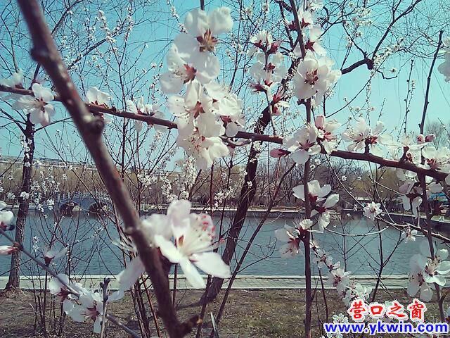 人民公园桃花开