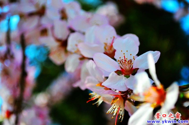 营口桃花 红动滨城