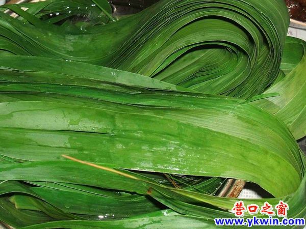 粽叶已进营口百姓厨房