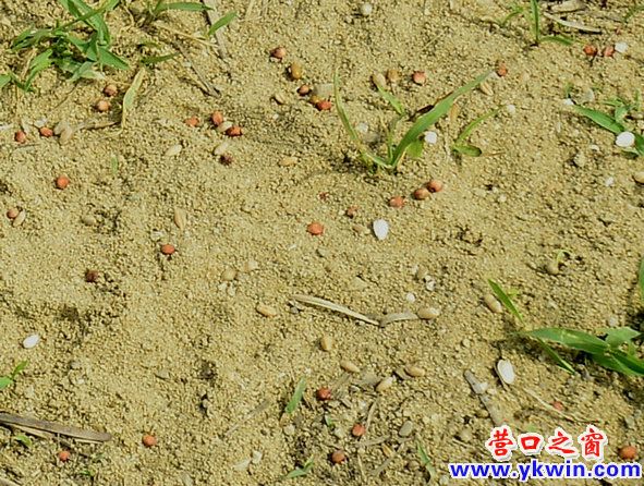 鸭岛惊现捕鸟人