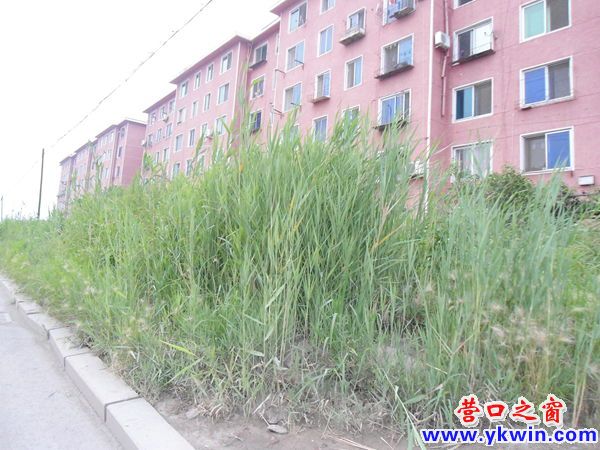 营口市西环小区马路两旁杂草丛生