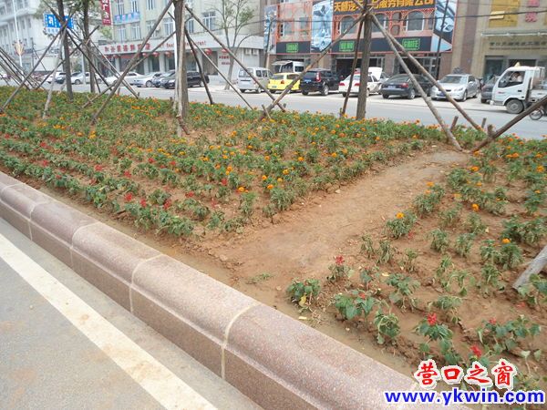 市民走“捷径” 绿化隔离带很受伤
