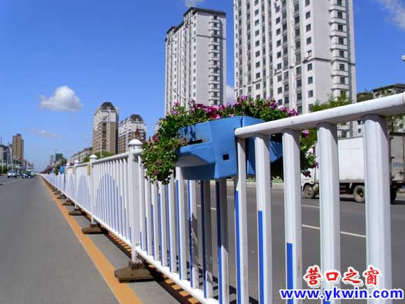 营口渤海大街中央又现骑墙盆花