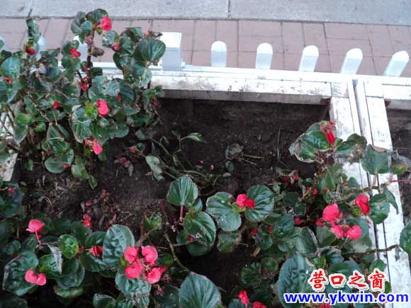 渤海大街的景观花被挖走