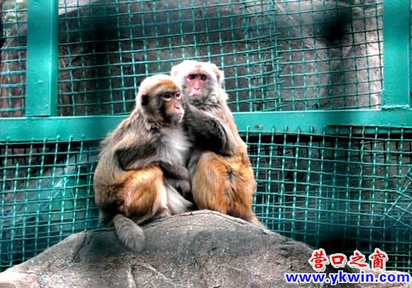 人民公园，动物也过重阳节