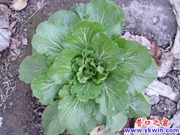 遗弃白菜 屡冻屡鲜