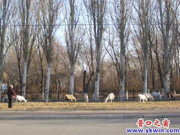 营口市植物园路边来了9只羊