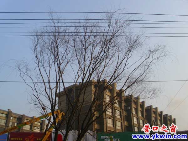 营口园林：剪断树枝 解放电线