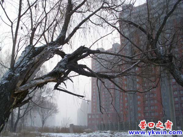 大腿粗的树枝头上悬