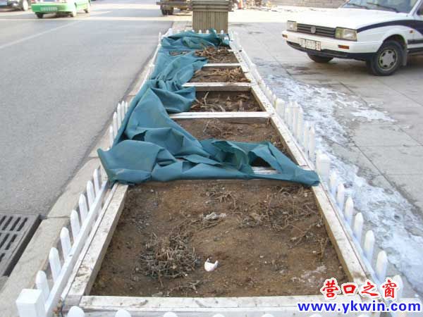 花坛帐篷冬至损毁 花根挨冻有碍观瞻