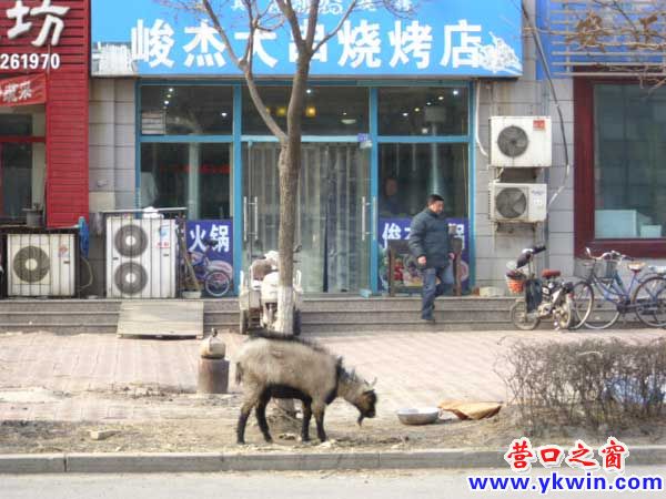 营口：当街宰杀扒皮 可怜惨不忍睹