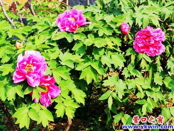 营口熊岳植物园 牡丹怒放迎宾朋
