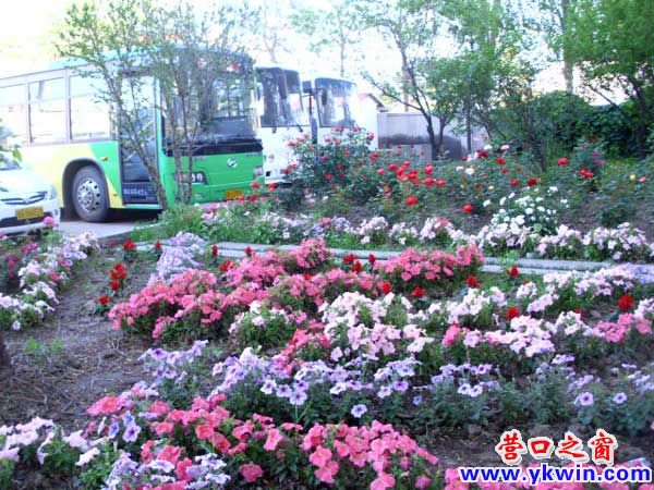 花园式企业 满院子鲜花