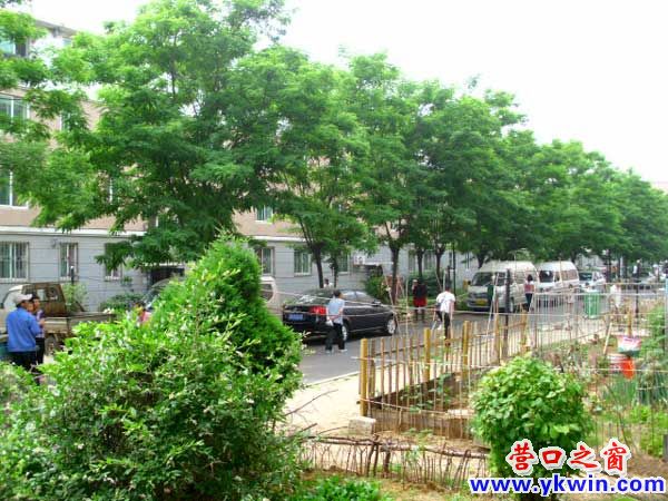 酷暑到来前 小树成绿荫