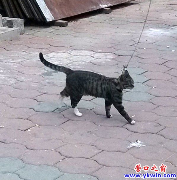 寺庙旁 “巡逻”猫