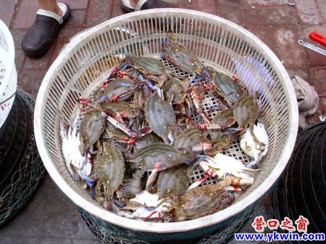 海处休渔期 陆在卖海货