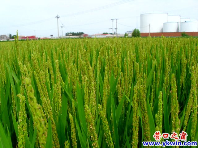 营口：喜看稻菽千重浪