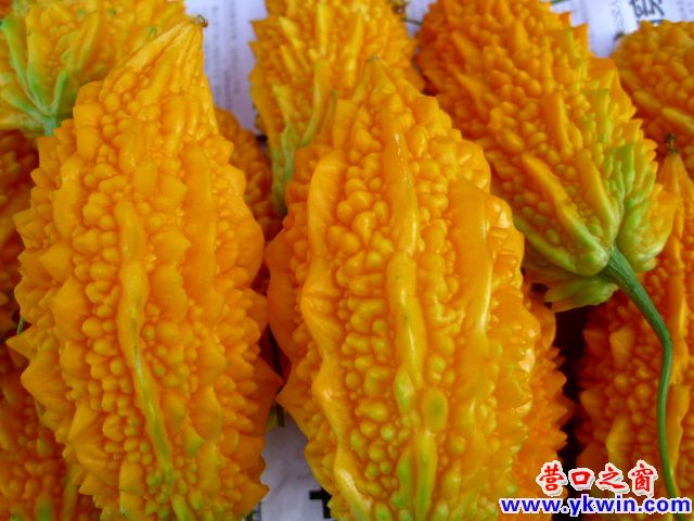 金色癞瓜偶尔上市