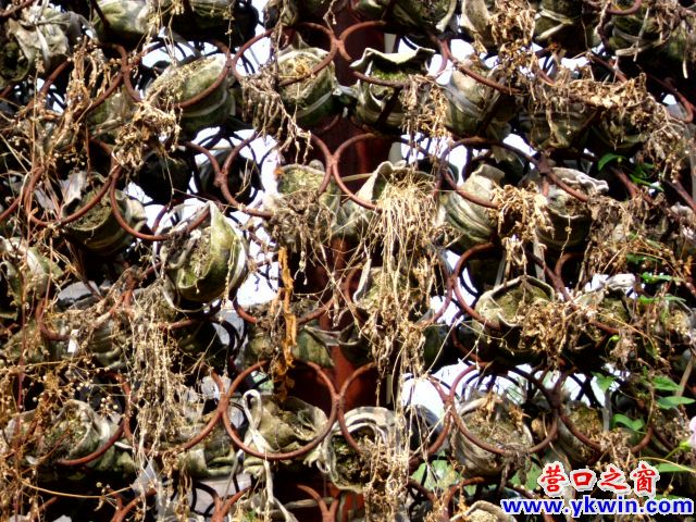万盆楼花变鬼花