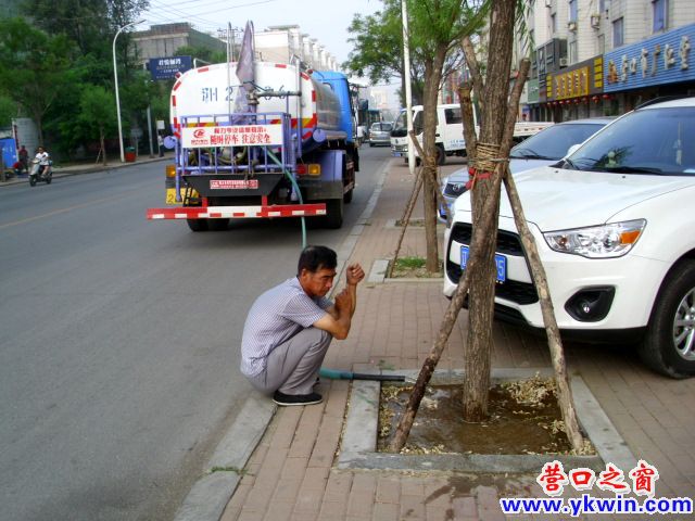 景观河水浇柳树