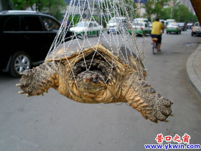 河龟危在旦夕 谁来救它一命