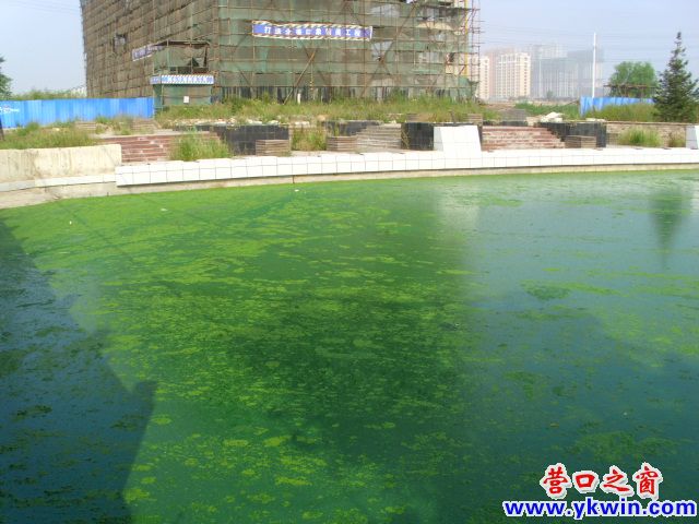 景观河水绿如草