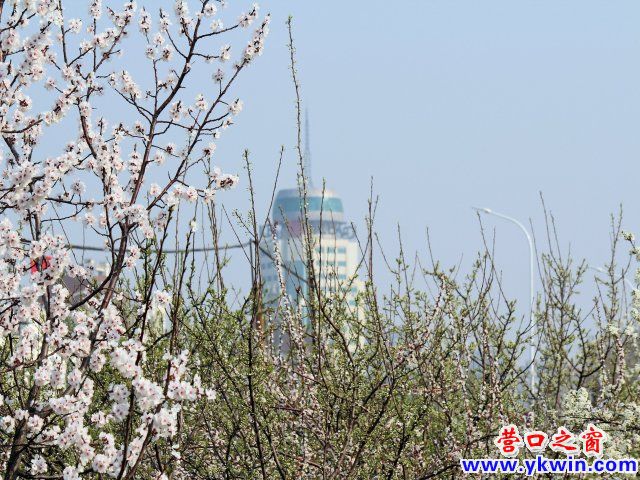营口市：城中李子园