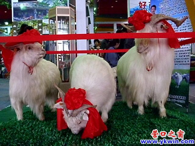 三只绒山羊两头轿顶驴与猪