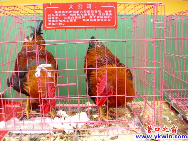 营口市第五届农博会上的家禽