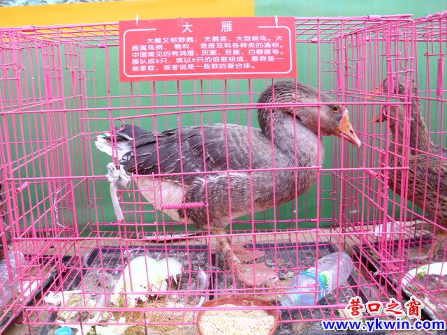 一只大雁降落营口农博会